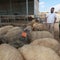 Some Israeli settlers use sheep to push Palestinians from West Bank homes