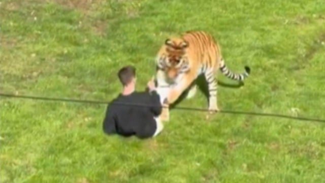 Questions after man dies in tiger enclosure