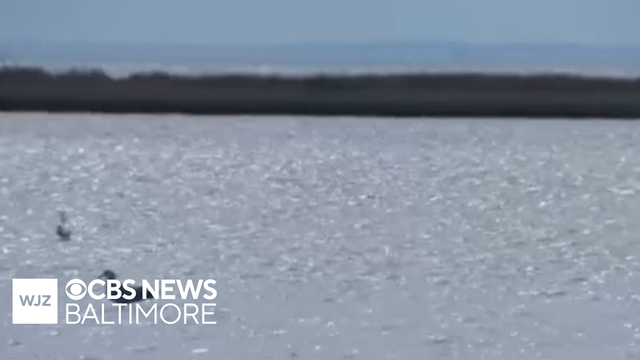 Report finds Chesapeake Bay is at its healthiest in decades