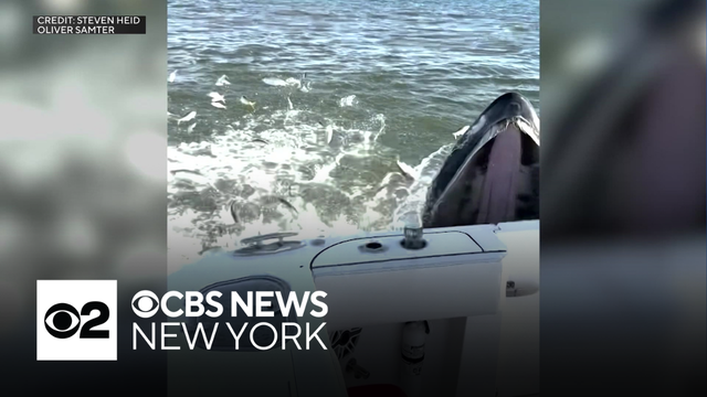 LI family's close encounter with humpback whale goes viral