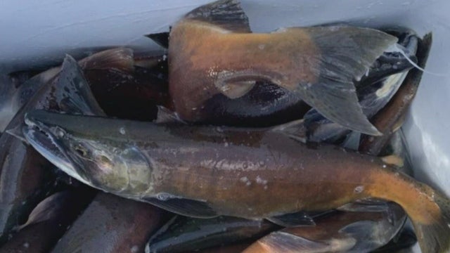 Colorado Parks and Wildlife begins salmon giveaway