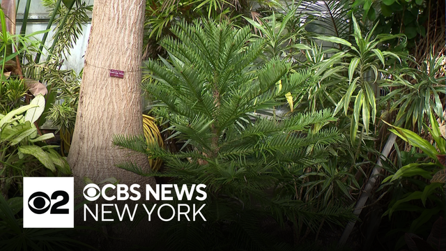 Rare prehistoric pine on display at Planting Fields Arboretum