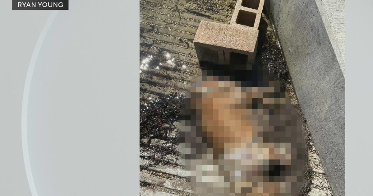Miami police investigate after dog found dead underwater, tied to ...