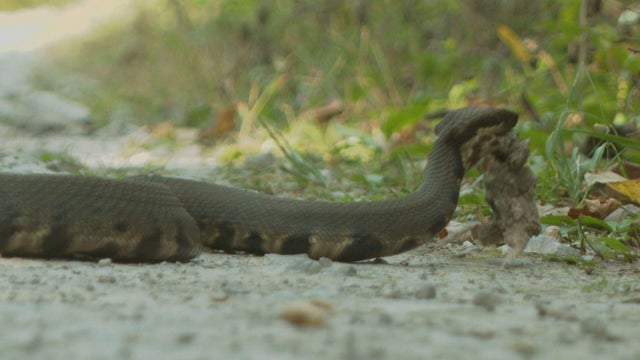 snake-road.jpg 