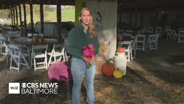 Maple Border Farm in White Hall is the perfect local farm to enjoy festive fall activities