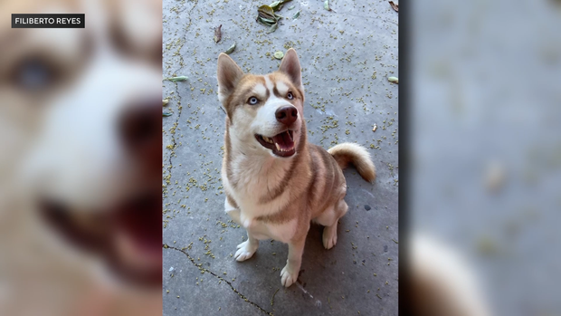 lynwood-dog-killed.png