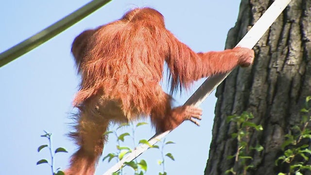 O is for Orangutan in A to Z with Alex Lehnert