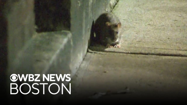 Scientists using AI to decipher how rats in Boston communicate