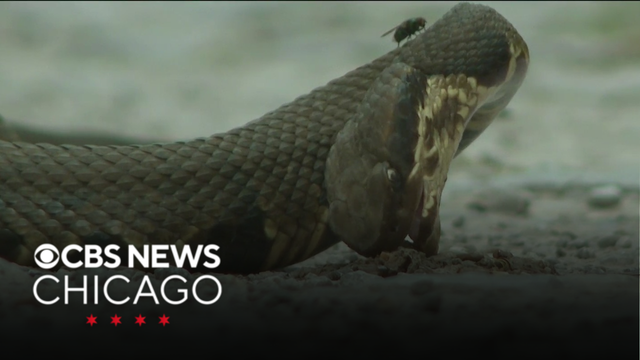 Snake Road in Illinois' Shawnee National Forest closes for reptile migration
