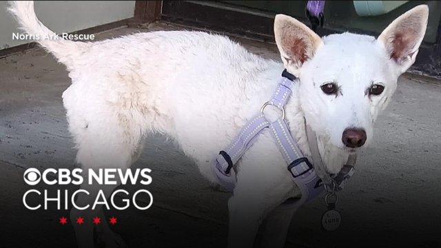 Dog missing in Yellowstone National Park for more than month found