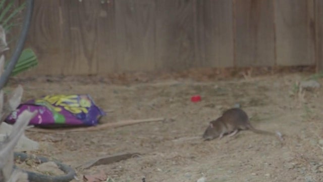 Rat infestation in Linda neighborhood raises community health concerns