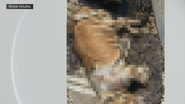 Dog owners react to dead dog found tied to cinder blocks underwater on Coconut Grove marina