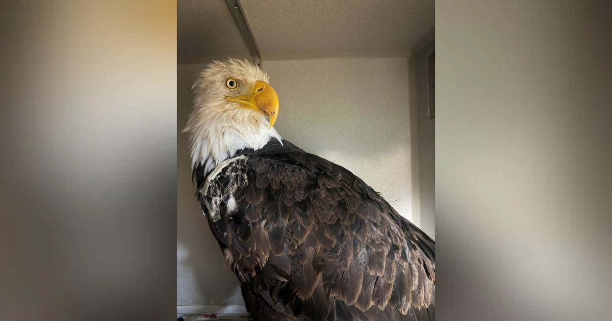 Avian flu identified as primary cause of death of Big Bear bald eagle Jackie