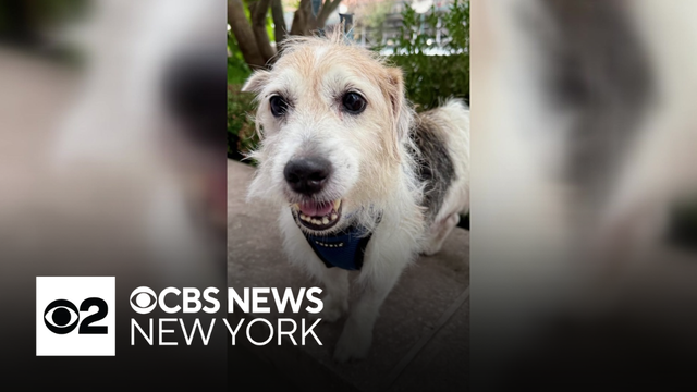 Furry Friend Finder: Meet Joey