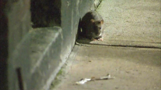 AI rats Boston 