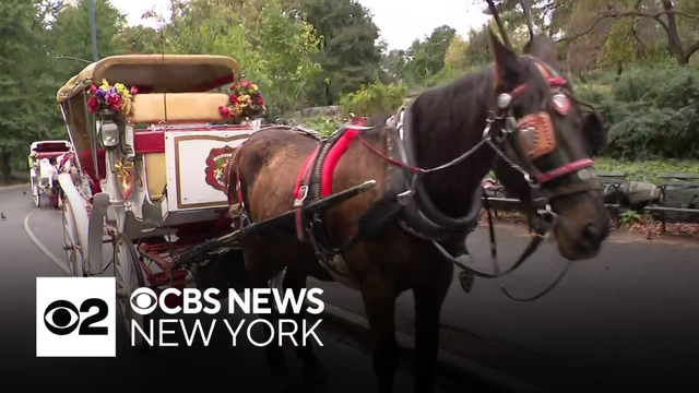 NYC horse carriage drivers speak out on proposed ban