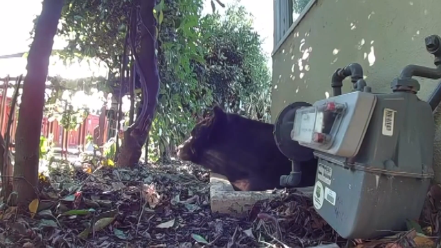 bear-proofing-business.png 