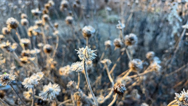 Meadow on a Frosty  Morning 