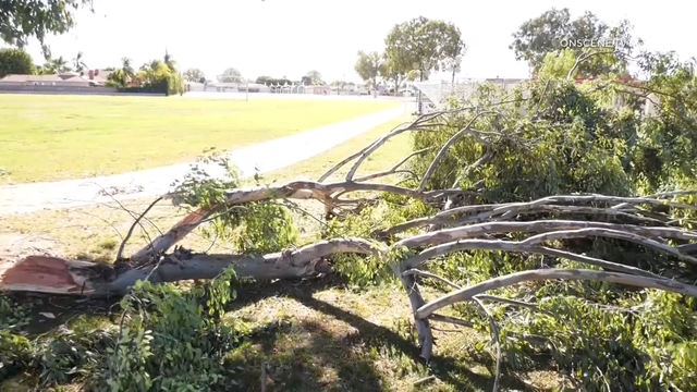 whittier-tree-down.png 