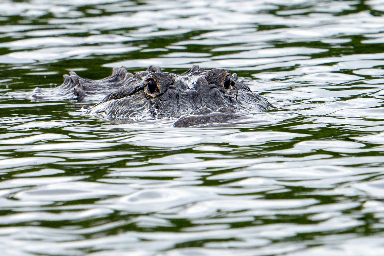 Wildlife Alligator In Florida Wetlands 