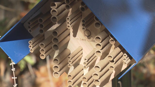 Colorado Gov. Jared Polis introduces "bee hotels" at governor's mansion