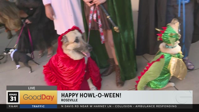 Howl-O-Ween Costume Show & Pawrade, 9am