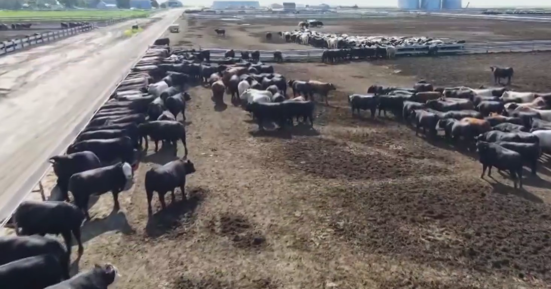 Beef prices continue to rise as cattle ranchers find ways to cut costs