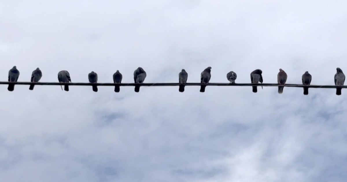 How a Philadelphia couple turned pigeons into one of the city's most popular tours