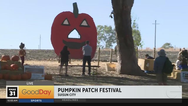 Suisun City's Pumpkin Patch Festival!