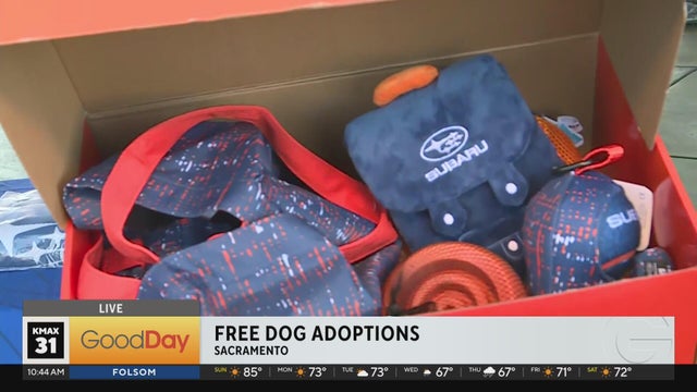 Subaru Sacramento's free dog adoptions!