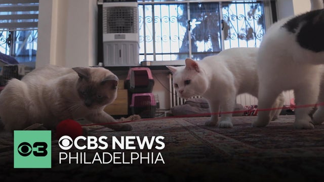 Cats might like yarn and string, but here's why they can be dangerous | Pet Project
