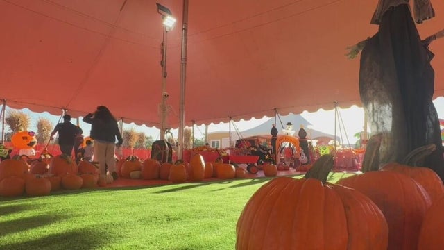 Bay Area families ready for fall activities with cooler weather