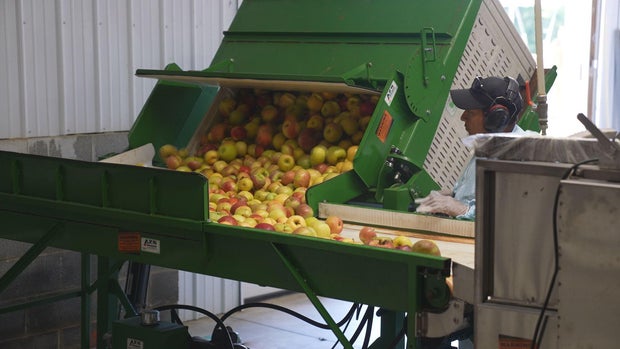 webers-apples-dumped-onto-the-grading-line.jpg