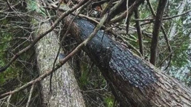 Lightning strikes confirmed as cause of 2 wildfires burning in Upper Peninsula