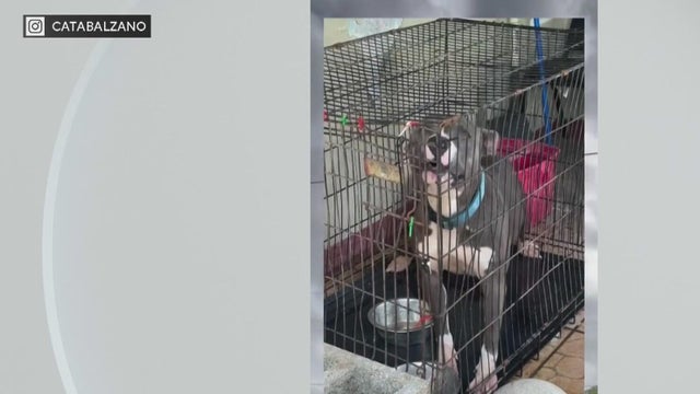 Miami-Dade Animal Services issues new warning after viral dog neglect posts