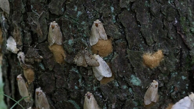 spongy-moths-laying-egg-masses.jpg 