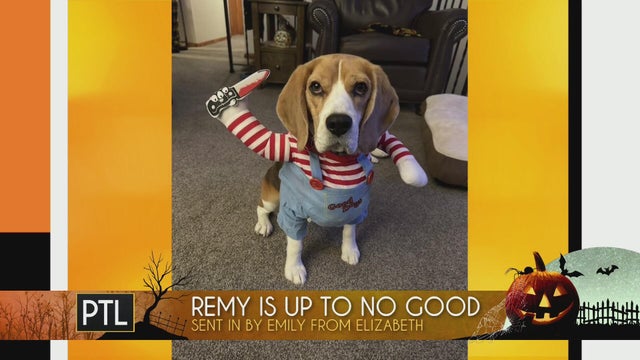 More Halloween pet pics!