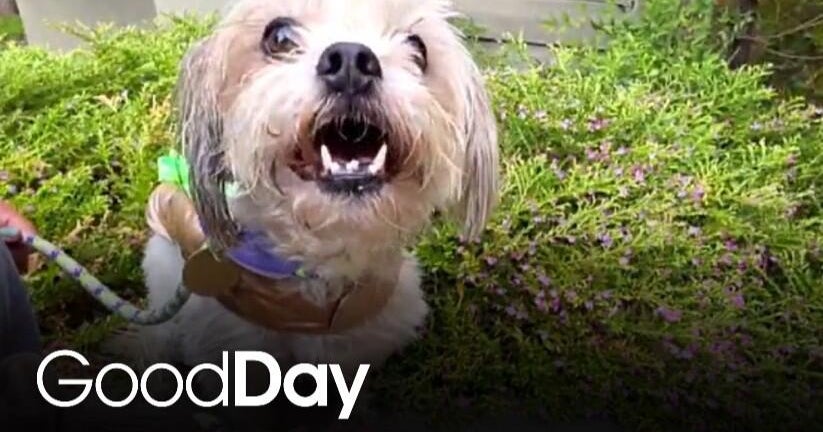 This adorable dog is looking for his forever home!
