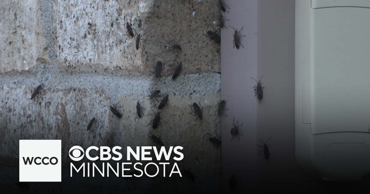Why boxelder bugs and Asian lady beetles appear in the fall and winter ...
