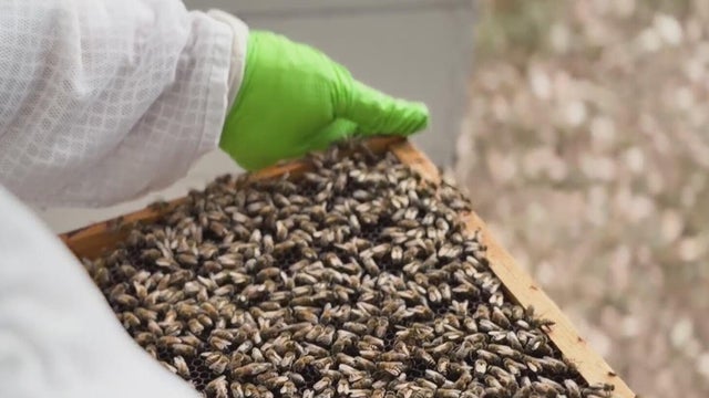Inside a honeybee hive: Meet the queen and her thousands of workers