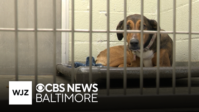 Harford County Humane Society says it is at capacity after more dogs surrendered