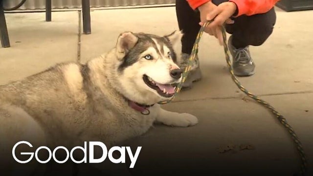 These dogs are in need of a home! | Final Plea