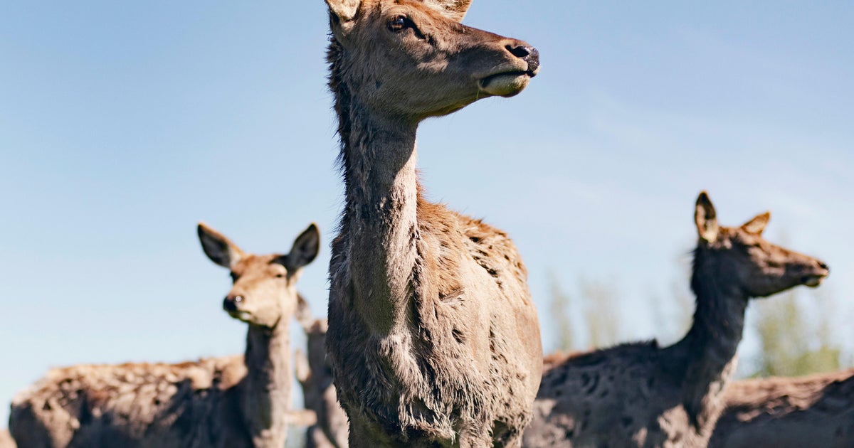 Michigan officials detect chronic wasting disease in farmed cervid in Hillsdale County