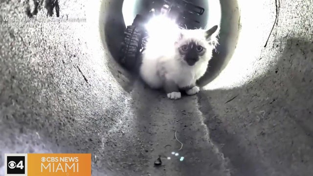 "R2-D2" robot rescues kitten trapped in Utah drain pipe