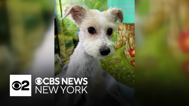Furry Friend Finder: Meet Winslow