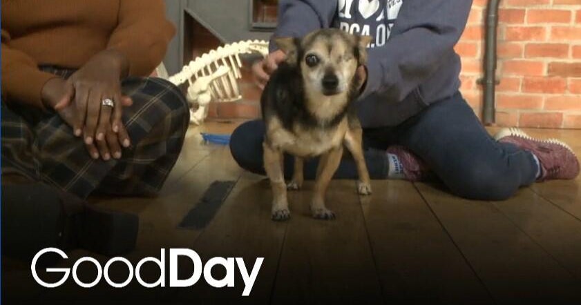 This adorable dog is looking for his forever home!