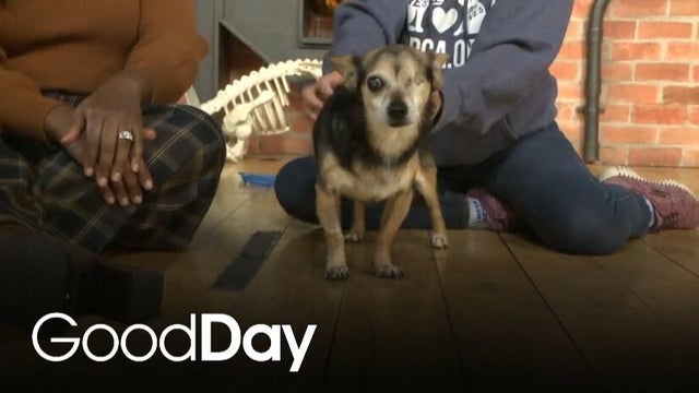 This adorable dog is looking for his forever home! | Pet of the Week
