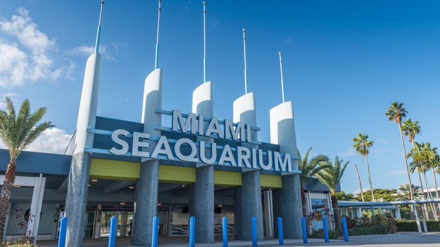 Miami Sea wonders 