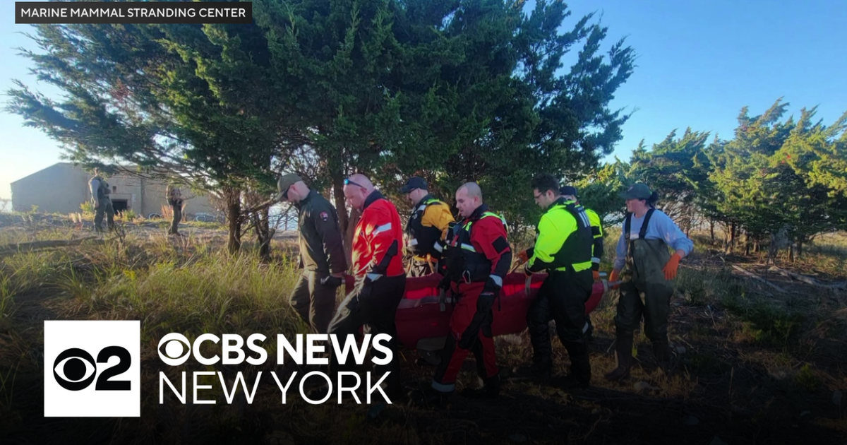 3 dolphins euthanized after being stranded in Sandy Hook - CBS New York
