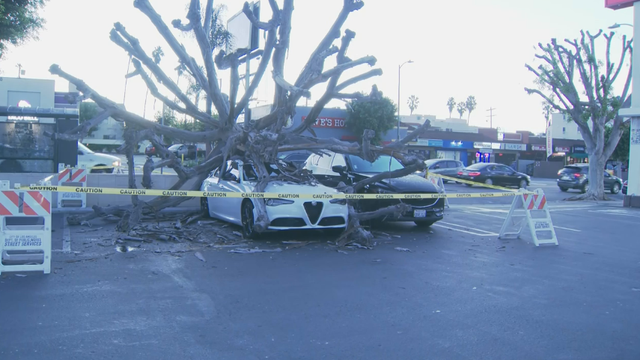 hollywood-tree-down.png 
